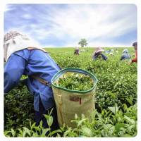 Najlepsze herbaty zielone! Liściaste, owocowe z dodatkami - sklep, hurtownia online