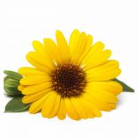 Kwiaty Nagietka-Zdrowotny Składnik Naszych Herbat- WEJDŹ I SPRAWDŹ