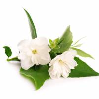 Kwiat Jaśminu w Herbacie: Subtelny Luksus i Zdrowotne Korzyści