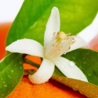 Aromatyczna Magia: Kwiat Pomarańczy w Herbatce