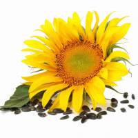 Kwiat słonecznika: Wzbogacający składnik herbaty dla aromatu i zdrowia