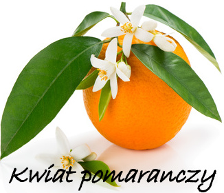 kwiat-pomarańczy
