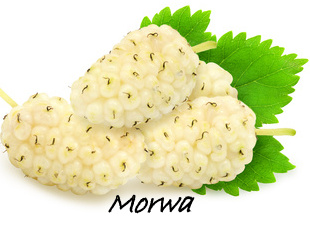 morwa